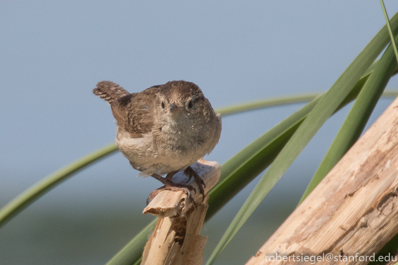 emily renzel wetlands